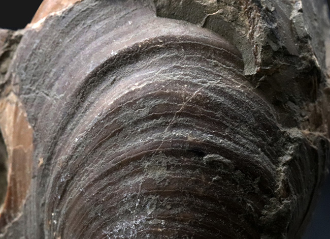 表面の特徴的なラインがバッチリ保存！おなじみの絶滅二枚貝、イノセラムス（Inoceramus）の化石（その3）