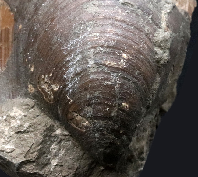 表面の特徴的なラインがバッチリ保存！おなじみの絶滅二枚貝、イノセラムス（Inoceramus）の化石（その4）