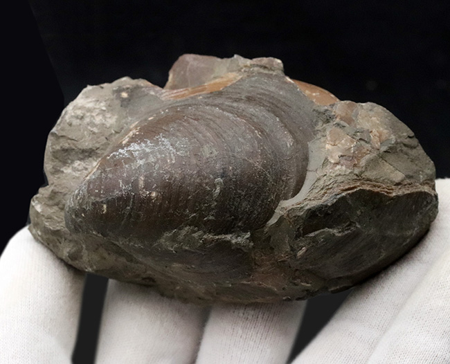 表面の特徴的なラインがバッチリ保存！おなじみの絶滅二枚貝、イノセラムス（Inoceramus）の化石（その5）