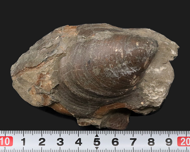 表面の特徴的なラインがバッチリ保存！おなじみの絶滅二枚貝、イノセラムス（Inoceramus）の化石（その7）