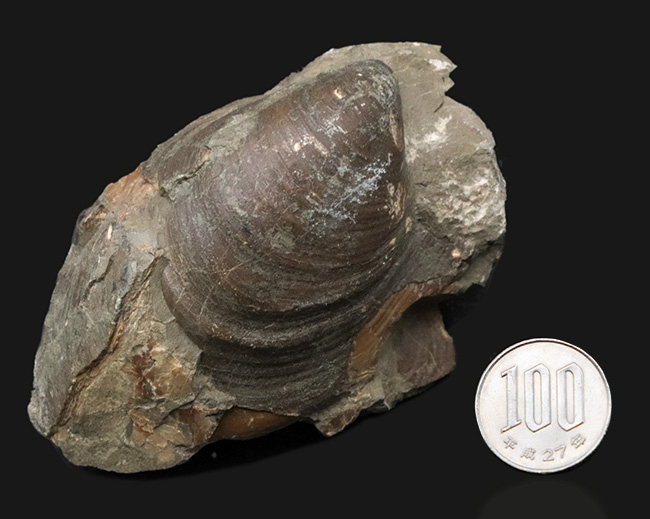 国産化石 イノセラムス ２５１０１２－３ 国産化石 イノセラムス 251012－3 - メルカリ