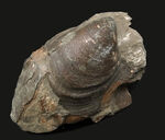表面の特徴的なラインがバッチリ保存！おなじみの絶滅二枚貝、イノセラムス（Inoceramus）の化石