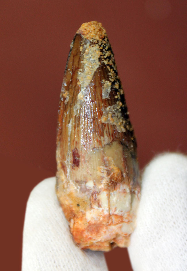 肉食恐竜歯化石のファーストコレクションにも!白亜紀、モロッコ産スピノサウルス(Spinosaurus)の歯化石。展示ケース付。(その1)