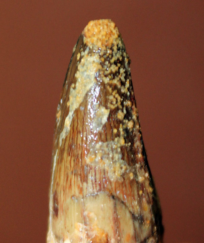 肉食恐竜歯化石のファーストコレクションにも!白亜紀、モロッコ産スピノサウルス(Spinosaurus)の歯化石。展示ケース付。(その2)