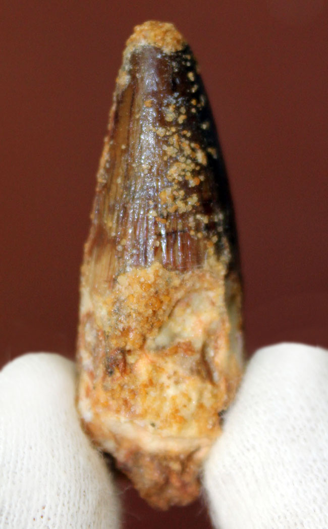 肉食恐竜歯化石のファーストコレクションにも!白亜紀、モロッコ産スピノサウルス(Spinosaurus)の歯化石。展示ケース付。(その4)