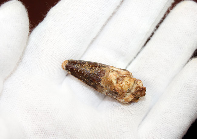 肉食恐竜歯化石のファーストコレクションにも!白亜紀、モロッコ産スピノサウルス(Spinosaurus)の歯化石。展示ケース付。(その6)
