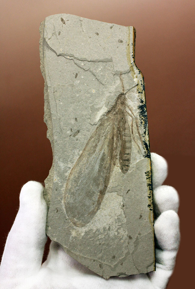 オールドコレクション。９センチを超える巨大な昆虫化石。中国遼寧省産。（その1）