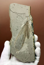 オールドコレクション。９センチを超える巨大な昆虫化石。中国遼寧省産。
