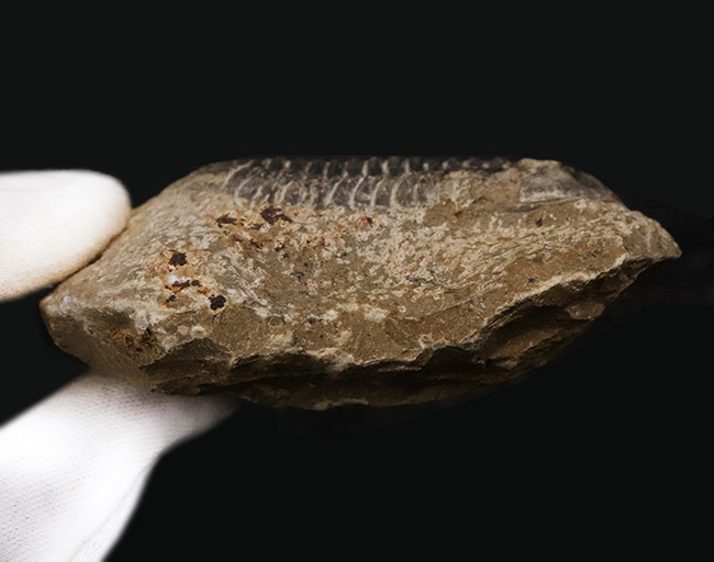 ズリコバスピス　Zlichovaspis　三葉虫　化石　モロッコ 産　自由研究 Amazon.co.jp: ズリコバスピス Zlichovaspis 三葉虫 化石