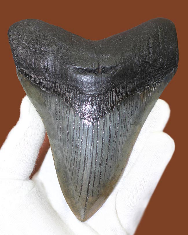 エクストララージ、長い方の辺に沿って１４５ミリ！メガロドン（Carcharodon megalodon）の歯化石（その1）