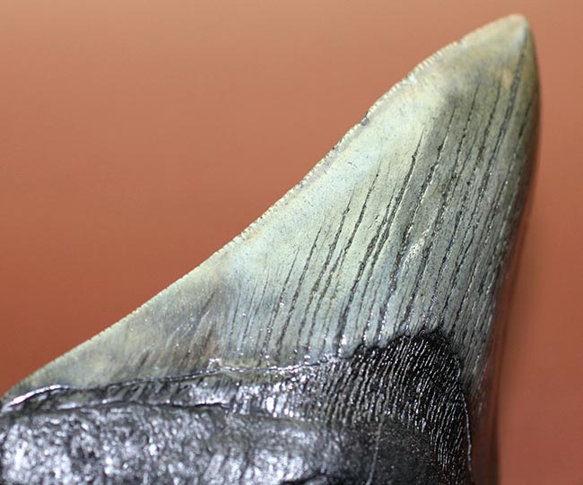 エクストララージ、長い方の辺に沿って１４５ミリ！メガロドン（Carcharodon megalodon）の歯化石（その12）