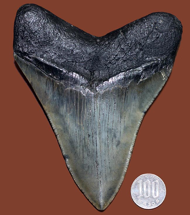エクストララージ、長い方の辺に沿って１４５ミリ！メガロドン（Carcharodon megalodon）の歯化石（その13）
