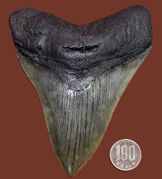 エクストララージ、長い方の辺に沿って１４５ミリ！メガロドン（Carcharodon megalodon）の歯化石（その14）