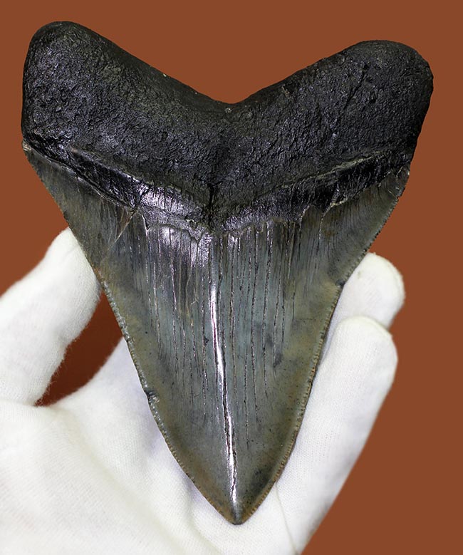 エクストララージ、長い方の辺に沿って１４５ミリ！メガロドン（Carcharodon megalodon）の歯化石（その2）