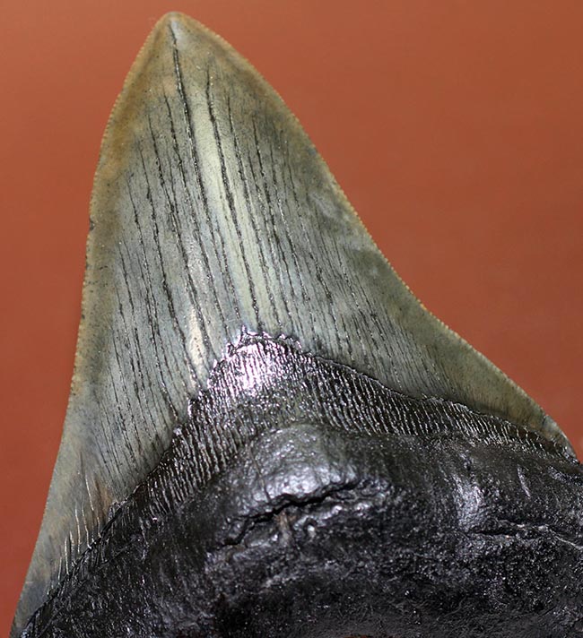 エクストララージ、長い方の辺に沿って１４５ミリ！メガロドン（Carcharodon megalodon）の歯化石（その3）