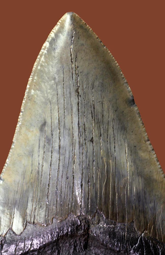 エクストララージ、長い方の辺に沿って１４５ミリ！メガロドン（Carcharodon megalodon）の歯化石（その8）