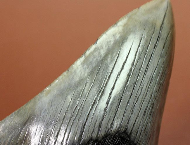 エクストララージ、長い方の辺に沿って１４５ミリ！メガロドン（Carcharodon megalodon）の歯化石（その9）