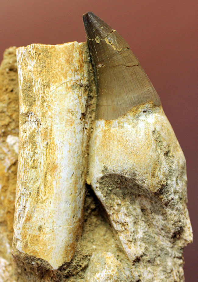 謎とロマンが同居したプログナトドン（Prognathodon sp.）の巨大歯化石。史上最強最大のモササウルス。（その1）