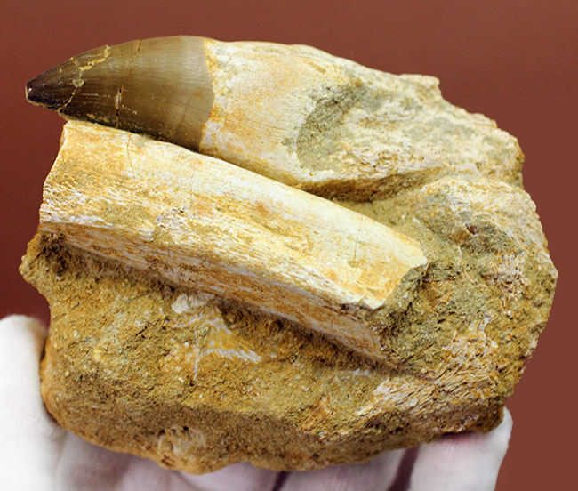 謎とロマンが同居したプログナトドン(Prognathodon sp.)の巨大歯化石。史上最強最大のモササウルス。(その10)