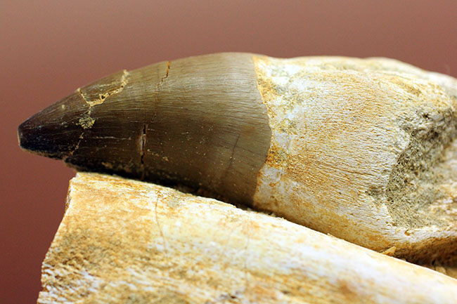 謎とロマンが同居したプログナトドン(Prognathodon sp.)の巨大歯化石。史上最強最大のモササウルス。(その11)