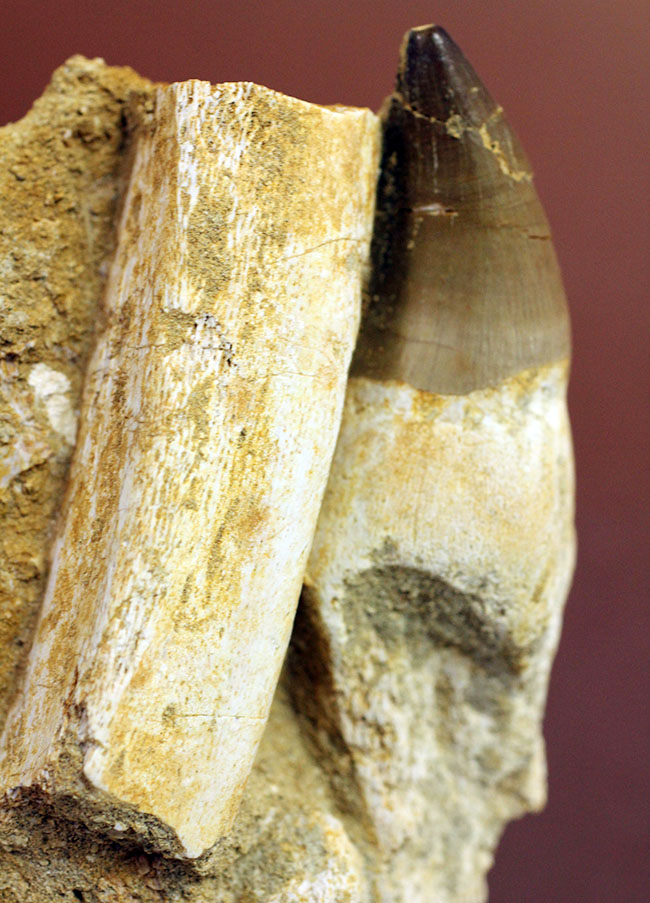 謎とロマンが同居したプログナトドン(Prognathodon sp.)の巨大歯化石。史上最強最大のモササウルス。(その13)