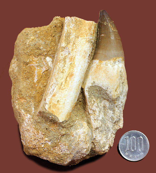 謎とロマンが同居したプログナトドン(Prognathodon sp.)の巨大歯化石。史上最強最大のモササウルス。(その14)