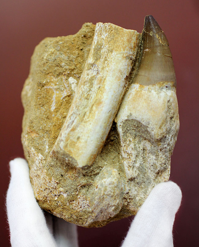 謎とロマンが同居したプログナトドン（Prognathodon sp.）の巨大歯化石。史上最強最大のモササウルス。（その2）