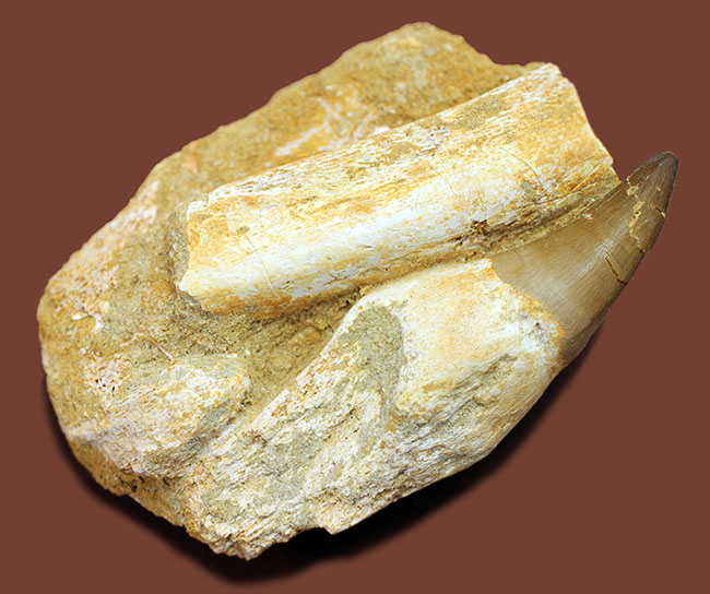 謎とロマンが同居したプログナトドン(Prognathodon sp.)の巨大歯化石。史上最強最大のモササウルス。(その3)
