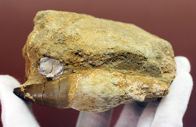 謎とロマンが同居したプログナトドン（Prognathodon sp.）の巨大歯化石。史上最強最大のモササウルス。（その4）