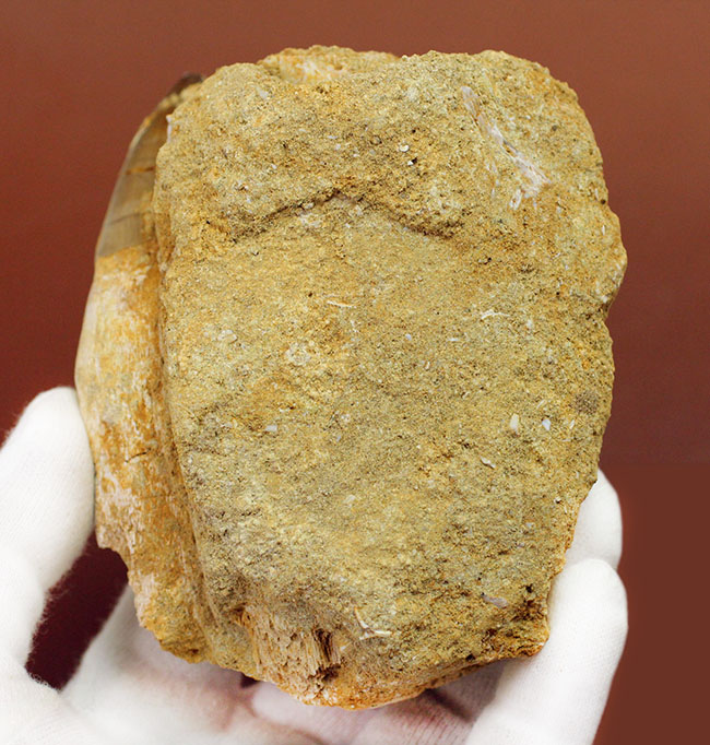 謎とロマンが同居したプログナトドン(Prognathodon sp.)の巨大歯化石。史上最強最大のモササウルス。(その5)