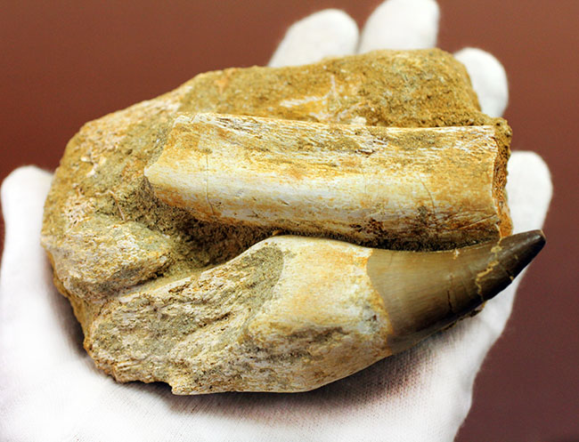 謎とロマンが同居したプログナトドン（Prognathodon sp.）の巨大歯化石。史上最強最大のモササウルス。（その8）