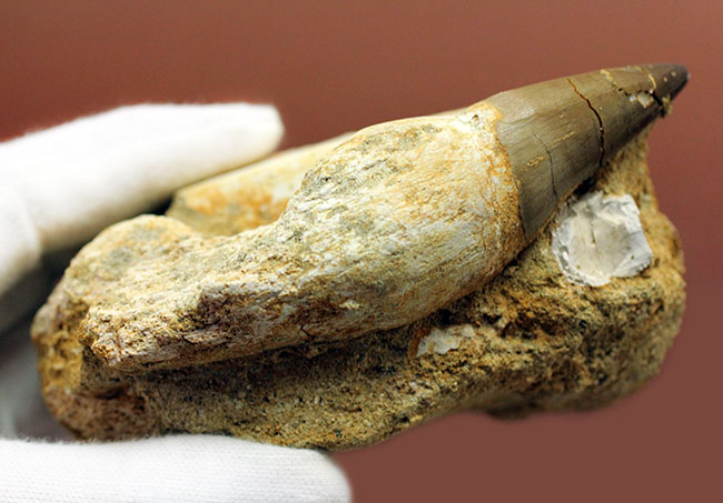 謎とロマンが同居したプログナトドン(Prognathodon sp.)の巨大歯化石。史上最強最大のモササウルス。(その9)