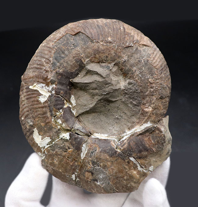 二本木コレクション、白亜紀後期サントニアンに、現在の北海道に棲息していたアンモナイト、キッチナイテス（Kitcinites）（その1）