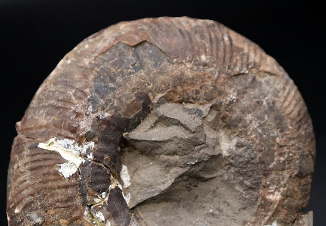 二本木コレクション、白亜紀後期サントニアンに、現在の北海道に棲息していたアンモナイト、キッチナイテス（Kitcinites）（その2）