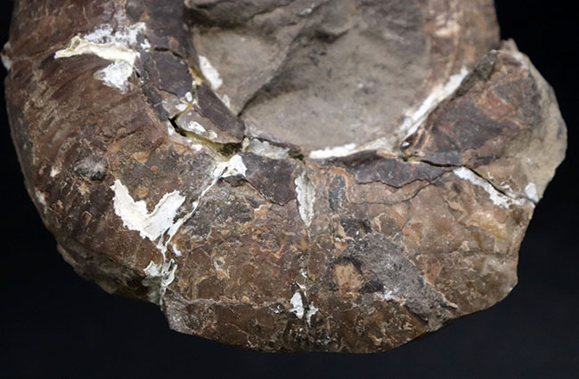 二本木コレクション、白亜紀後期サントニアンに、現在の北海道に棲息していたアンモナイト、キッチナイテス（Kitcinites）（その3）