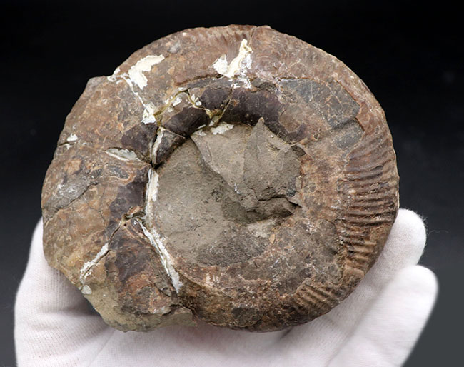 二本木コレクション、白亜紀後期サントニアンに、現在の北海道に棲息していたアンモナイト、キッチナイテス（Kitcinites）（その4）