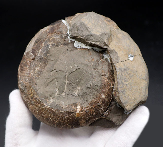 二本木コレクション、白亜紀後期サントニアンに、現在の北海道に棲息していたアンモナイト、キッチナイテス（Kitcinites）（その5）