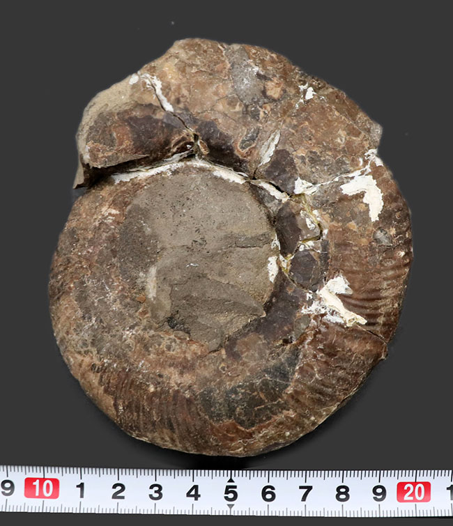 二本木コレクション、白亜紀後期サントニアンに、現在の北海道に棲息していたアンモナイト、キッチナイテス（Kitcinites）（その7）
