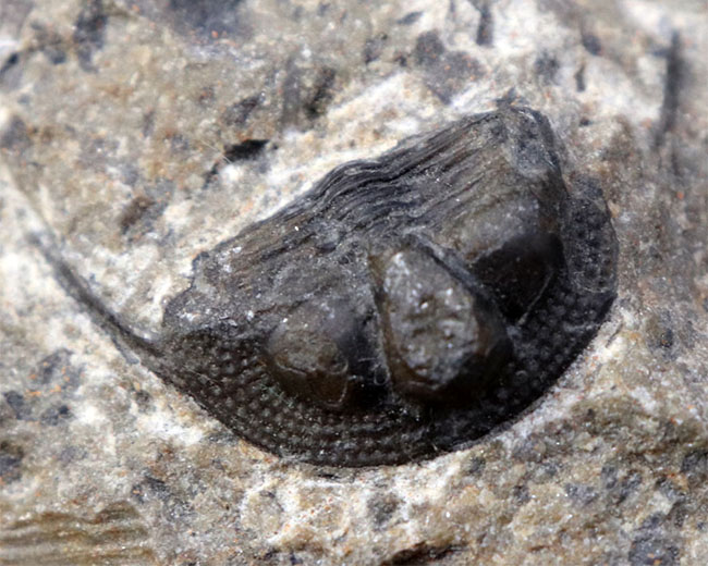 南部鉄器のような姿で知られる、変わり種の三葉虫、オンニア（Onnia）の化石（その1）