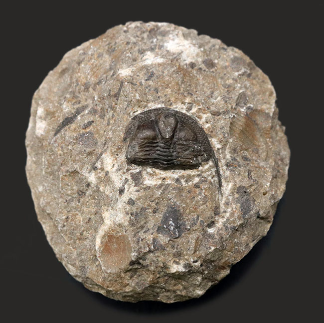 南部鉄器のような姿で知られる、変わり種の三葉虫、オンニア（Onnia）の化石（その2）