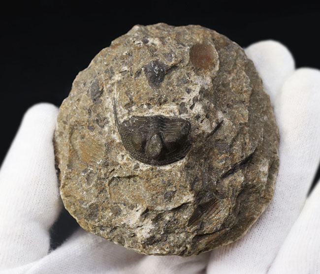 南部鉄器のような姿で知られる、変わり種の三葉虫、オンニア(Onnia)の化石(その3)