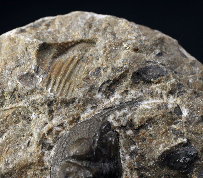 南部鉄器のような姿で知られる、変わり種の三葉虫、オンニア（Onnia）の化石（その4）
