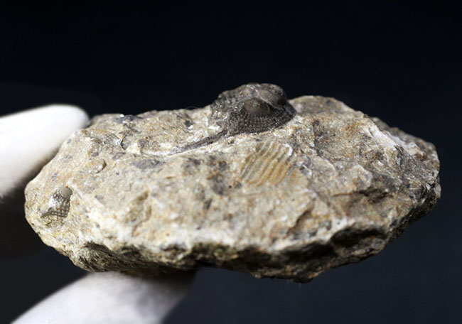 南部鉄器のような姿で知られる、変わり種の三葉虫、オンニア（Onnia）の化石（その5）