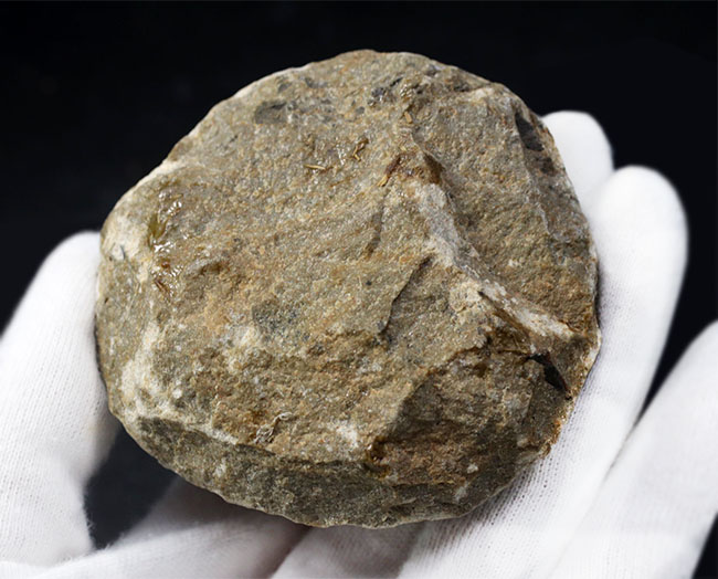 南部鉄器のような姿で知られる、変わり種の三葉虫、オンニア（Onnia）の化石（その6）