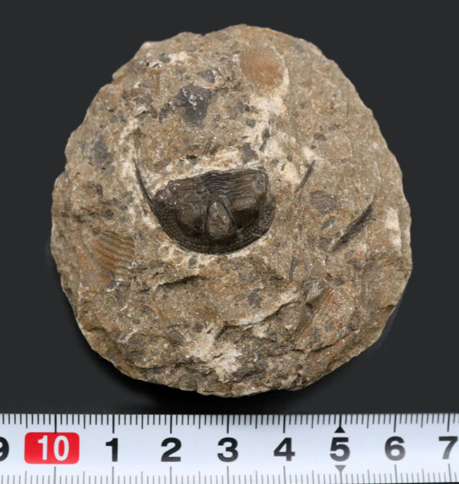 南部鉄器のような姿で知られる、変わり種の三葉虫、オンニア（Onnia）の化石（その7）