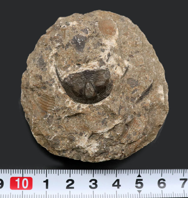 南部鉄器のような姿で知られる、変わり種の三葉虫、オンニア(Onnia)の化石(その7)