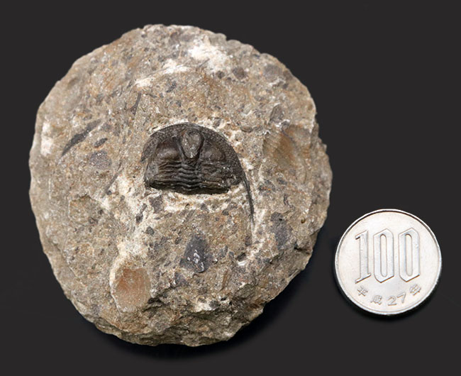 南部鉄器のような姿で知られる、変わり種の三葉虫、オンニア（Onnia）の化石（その8）