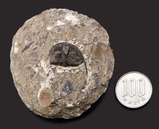 南部鉄器のような姿で知られる、変わり種の三葉虫、オンニア(Onnia)の化石(その8)