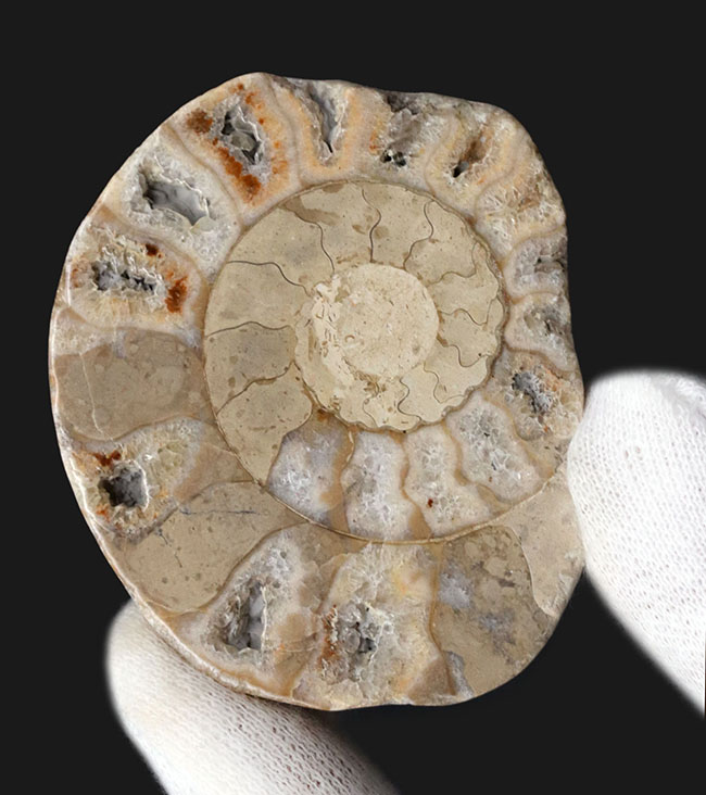 レア！イギリス・ドーセット産、１億９０００万年前のアンモナイト、パーキンソニア（Parkinsonia）のハーフカット標本（その1）