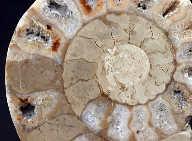 レア！イギリス・ドーセット産、１億９０００万年前のアンモナイト、パーキンソニア（Parkinsonia）のハーフカット標本（その2）